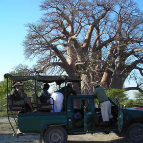 Visit the historical baobabs in the area...