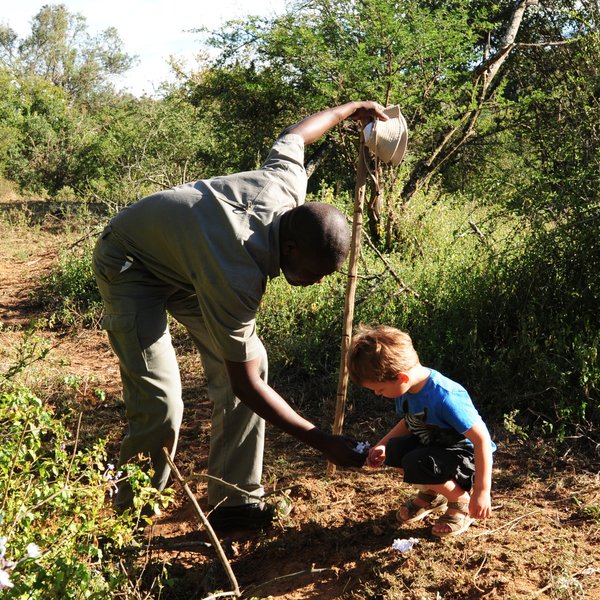 Camp Fig Tree