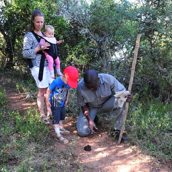 Camp Fig Tree