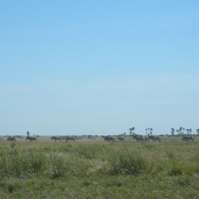 Activities include nature drives to seek out the unique desert wildlife...