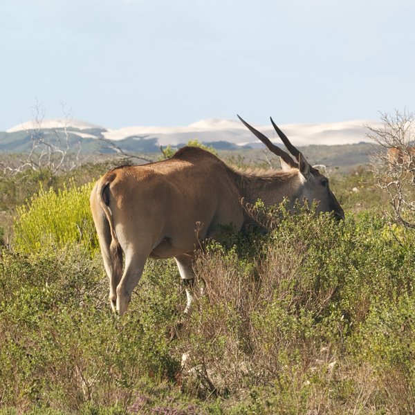 …and stunning diversity of habitats of the De Hoop Nature Reserve.