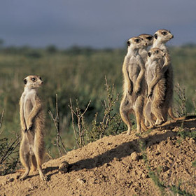 and the inquisitive merekats - often a highlight!
