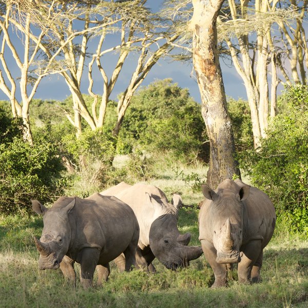 Solio Lodge