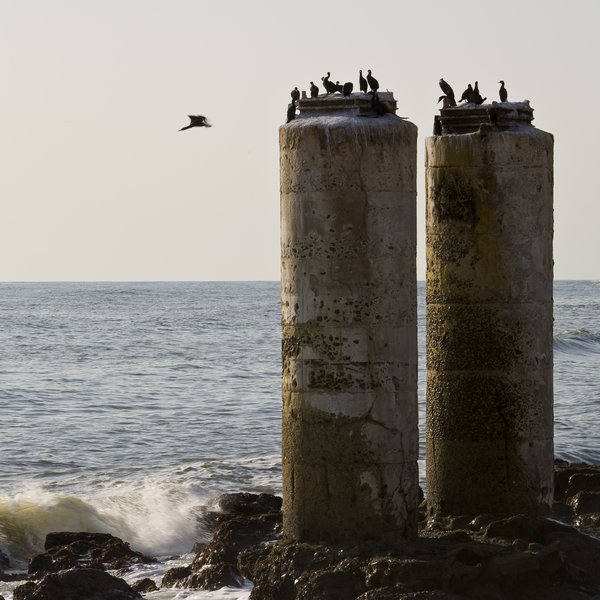 ...which also attracts a range of coastal birds.