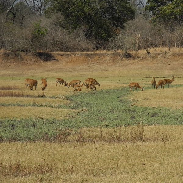 Chamilandu Bushcamp