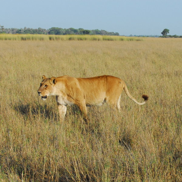 ...such a wild dogs and lion.
