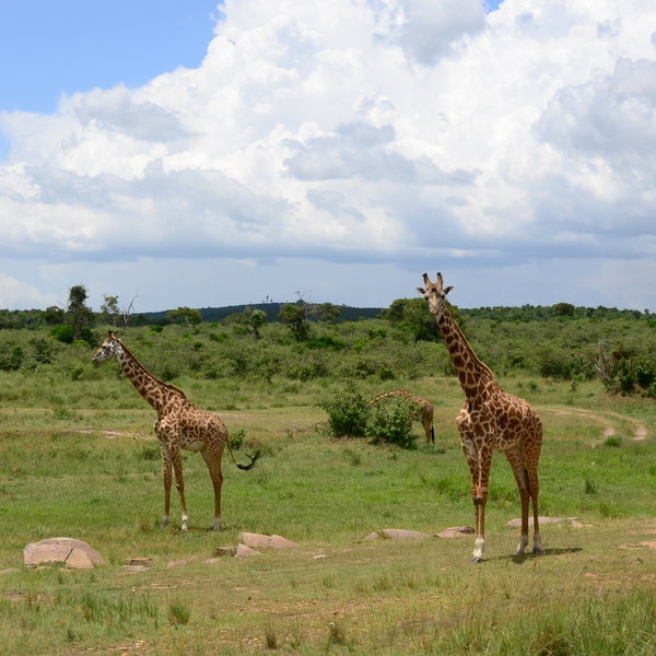 Mara Ngenche Safari Camp