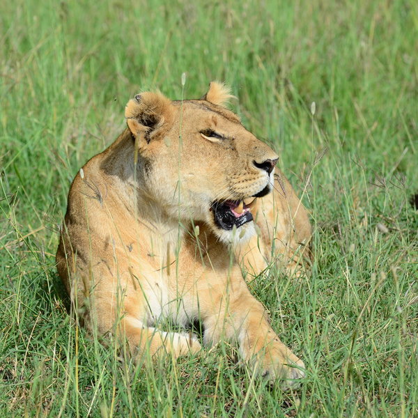 Mara Ngenche Safari Camp