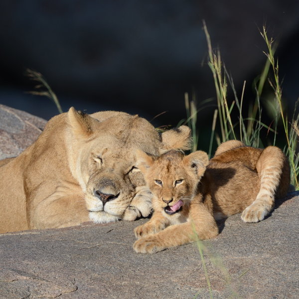 Lamai Serengeti