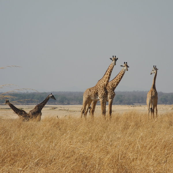 Bilimungwe Bushcamp