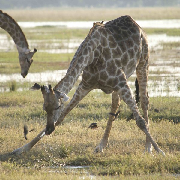 Activities at Chobe Elephant Camp focus on 4WD game drives in the national park ...