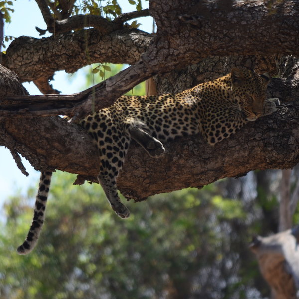 Lion Camp