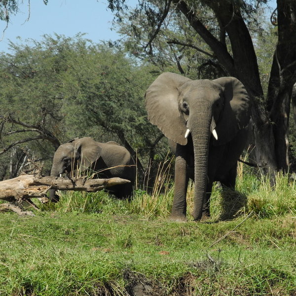 ...or go on a drive in this wildlife rich area.