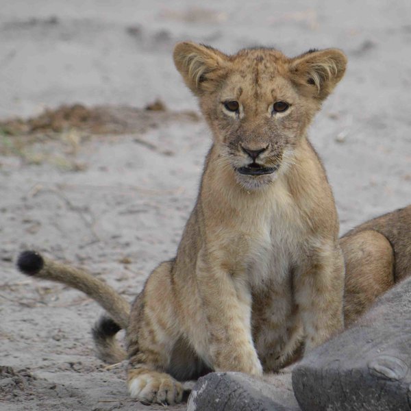 ...into Chobe National Park, where there is a good chance to spot wild animals like lions...