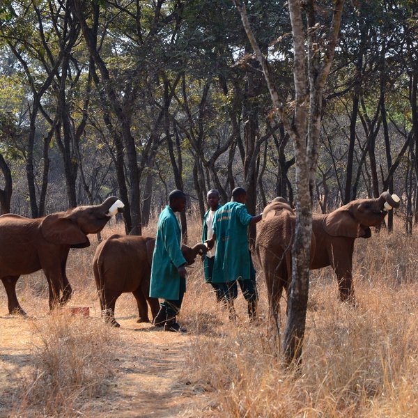 Lilayi Lodge