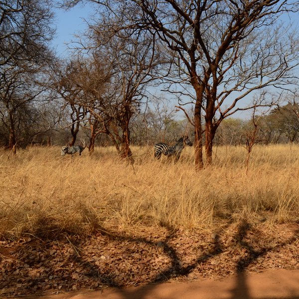 Lilayi Lodge