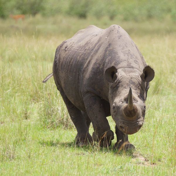 Serian Nkorombo is in a good area for seeing one of the Mara's rare and elusive black rhinos.
