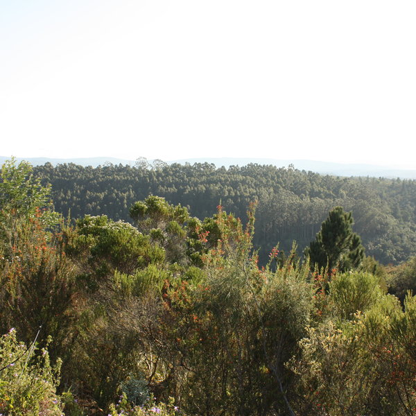 Fynbos Ridge Country House