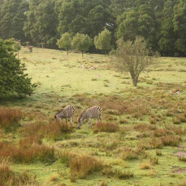where you will find a few zebra and springbok.