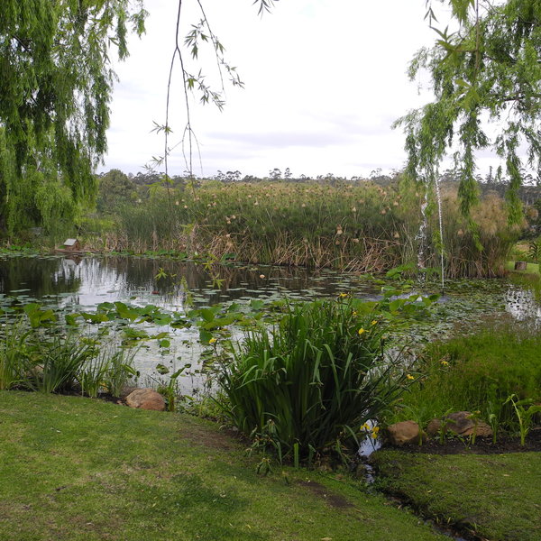 There is a large pond with koi carp...
