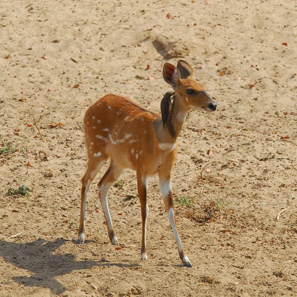 Mwamba Bushcamp