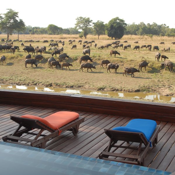 Lion Camp