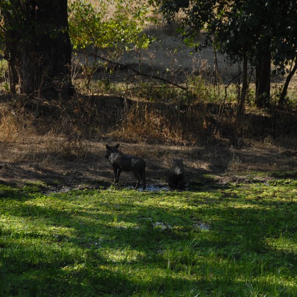 Bilimungwe Bushcamp