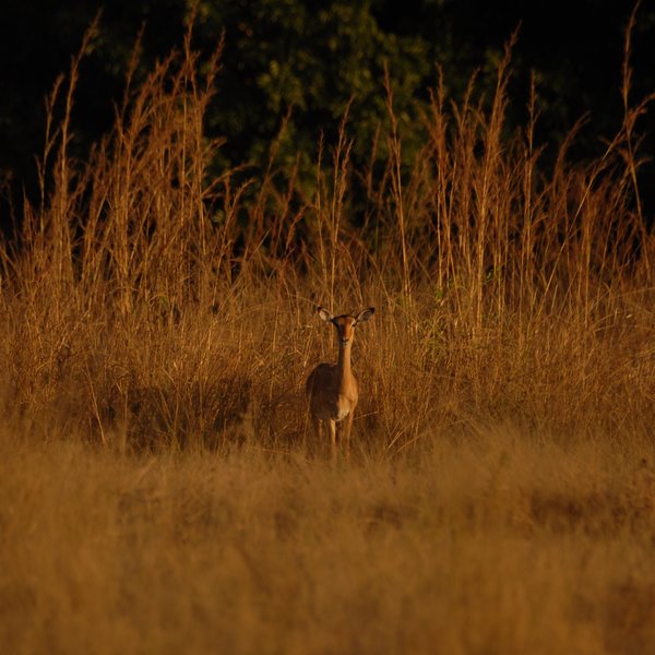 Drives allow you to see some of the larger wildlife in the area...