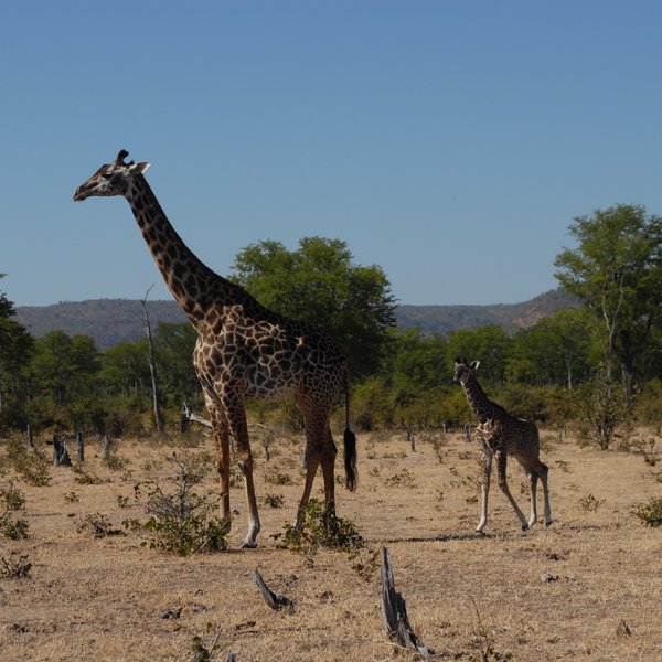 Kuyenda Bushcamp