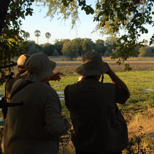 Observe wildlife in its natural environment...