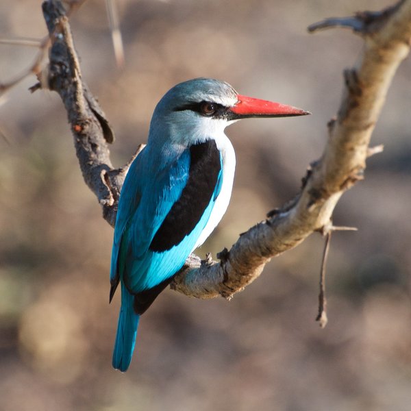 Migrant birds arrive with the rains, like the Woodland Kingfisher making it a great time for birding
