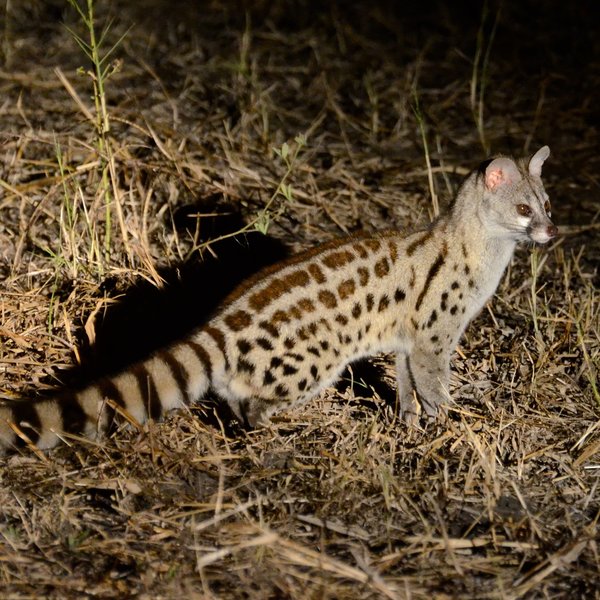The last hour of drive is at night, with a chance to spot nocturnal creatures like this genet.