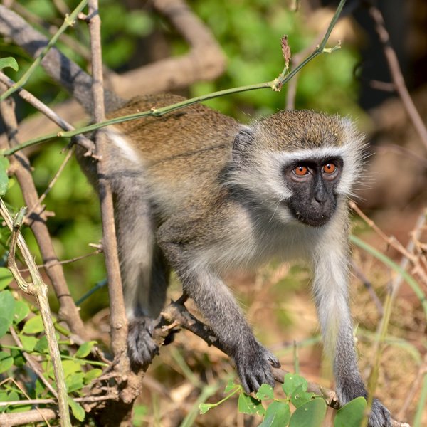 namely cheeky but entertaining vervet monkeys.