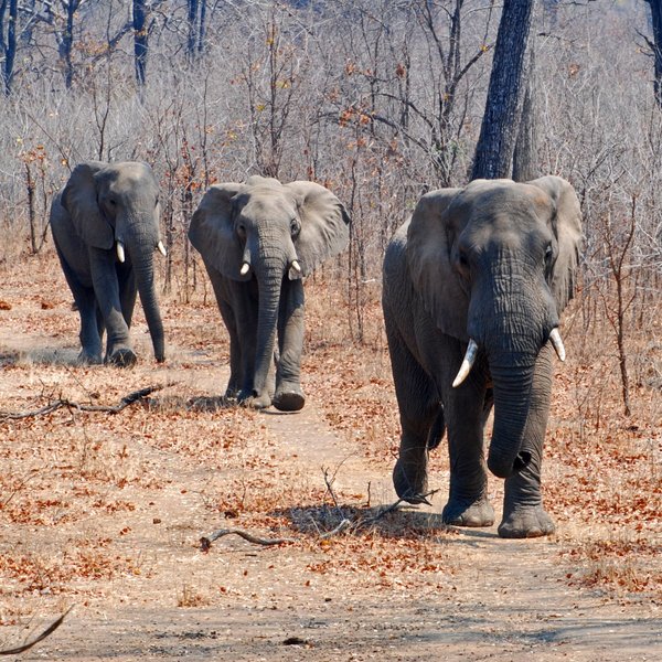 In the dry season, game drives typically see good general game and elephant sightings.