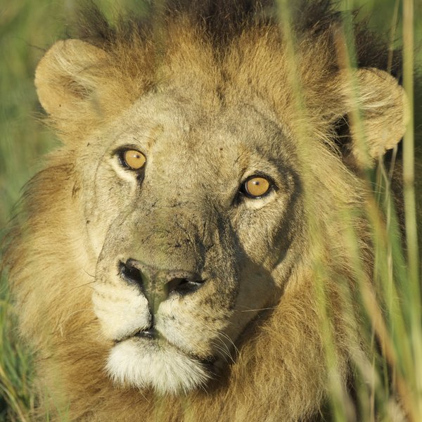 Botswana Private Mobile Safari