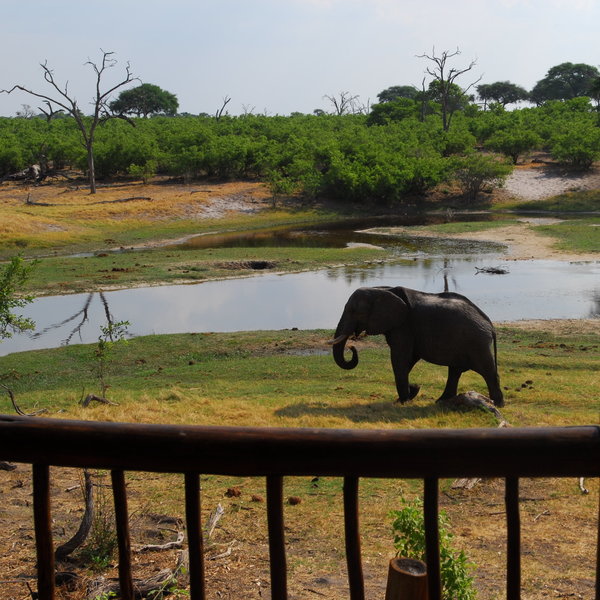 Savute Elephant Lodge