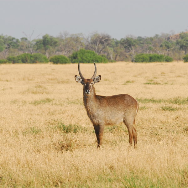Savute Elephant Lodge