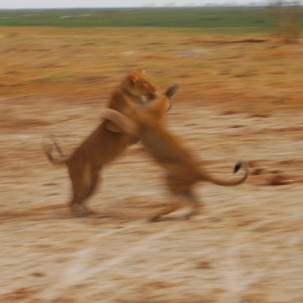 Savute Elephant Lodge