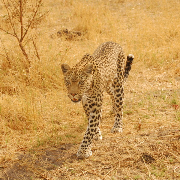 Savute Elephant Lodge