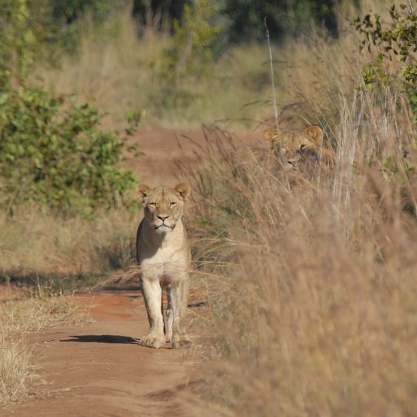Game viewing can be more challenging in Zambezi NP than other parks in Zimbabwe