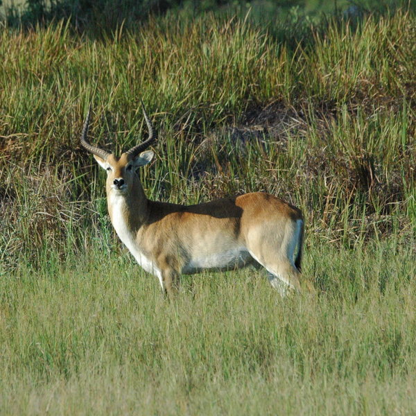 Khwai River Lodge