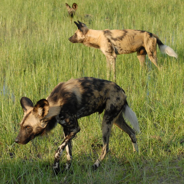 Khwai River Lodge