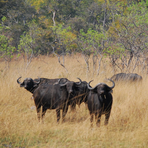 KaingU Lodge