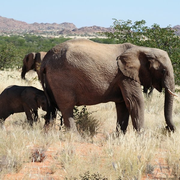...and explore the area in search of Namibia's desert adapted elephants.