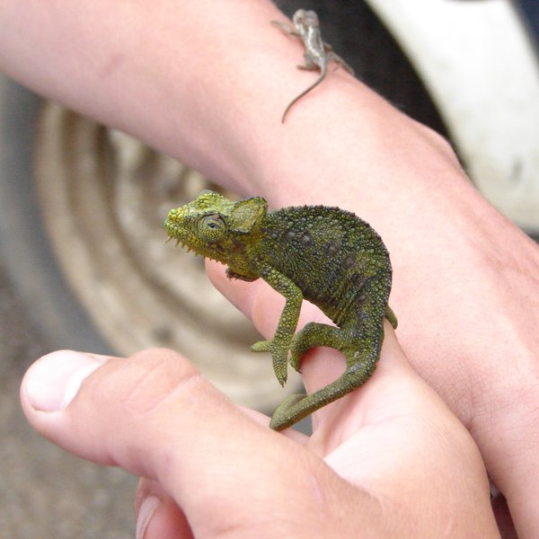 The lodge gardens are always full of chameleons - harmless and fascinating.