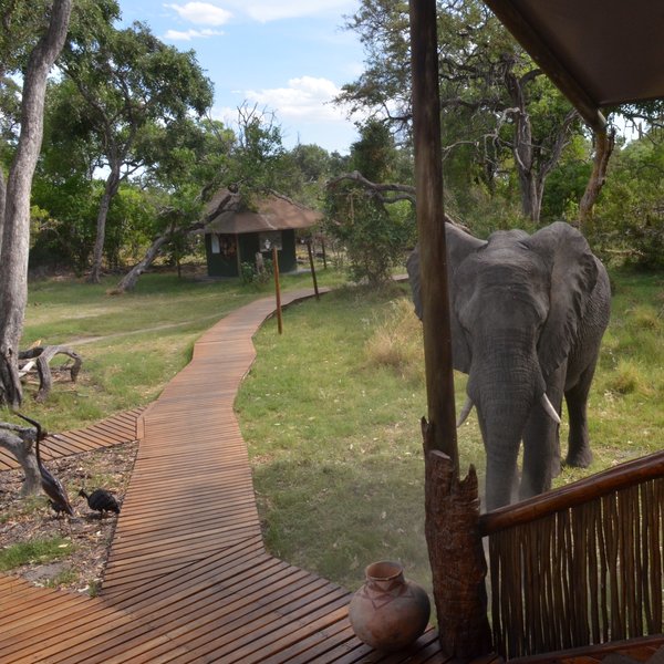 Wooden pathways lead to the main area - be sure to keep yours eyes peeled for wildlife!