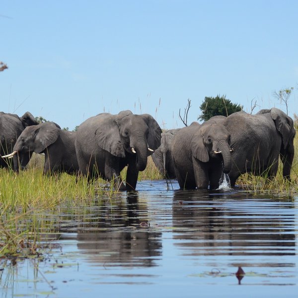 ...encounter some large mammals too!