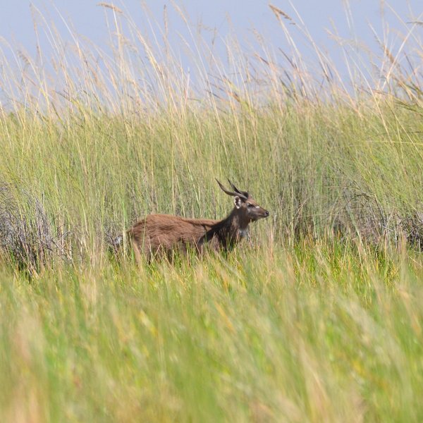 You may also spot the elusive sitatunga and...