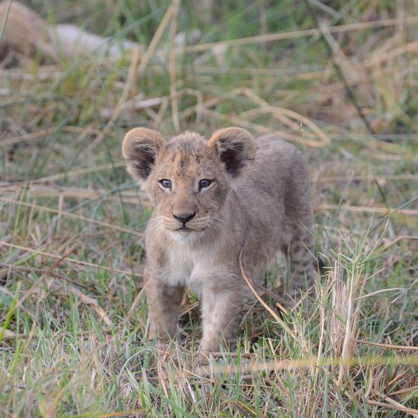 An experienced guide will help you to spot the wildlife, both on the ground...