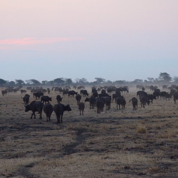 ... or Cape buffalo.